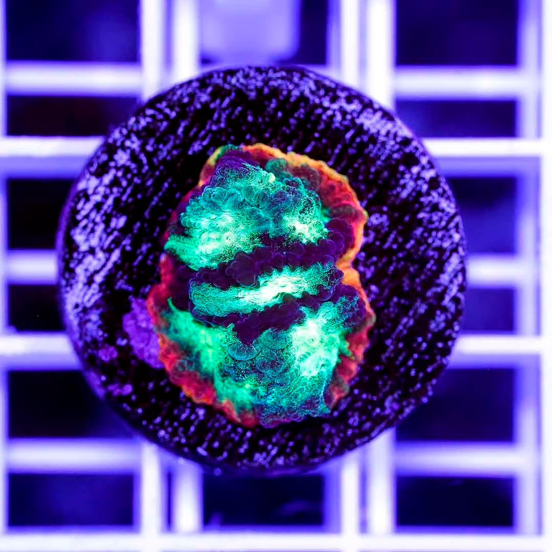 Hot Indo Favites Frag Mother Colony HIFMC082502 WYSIWYG