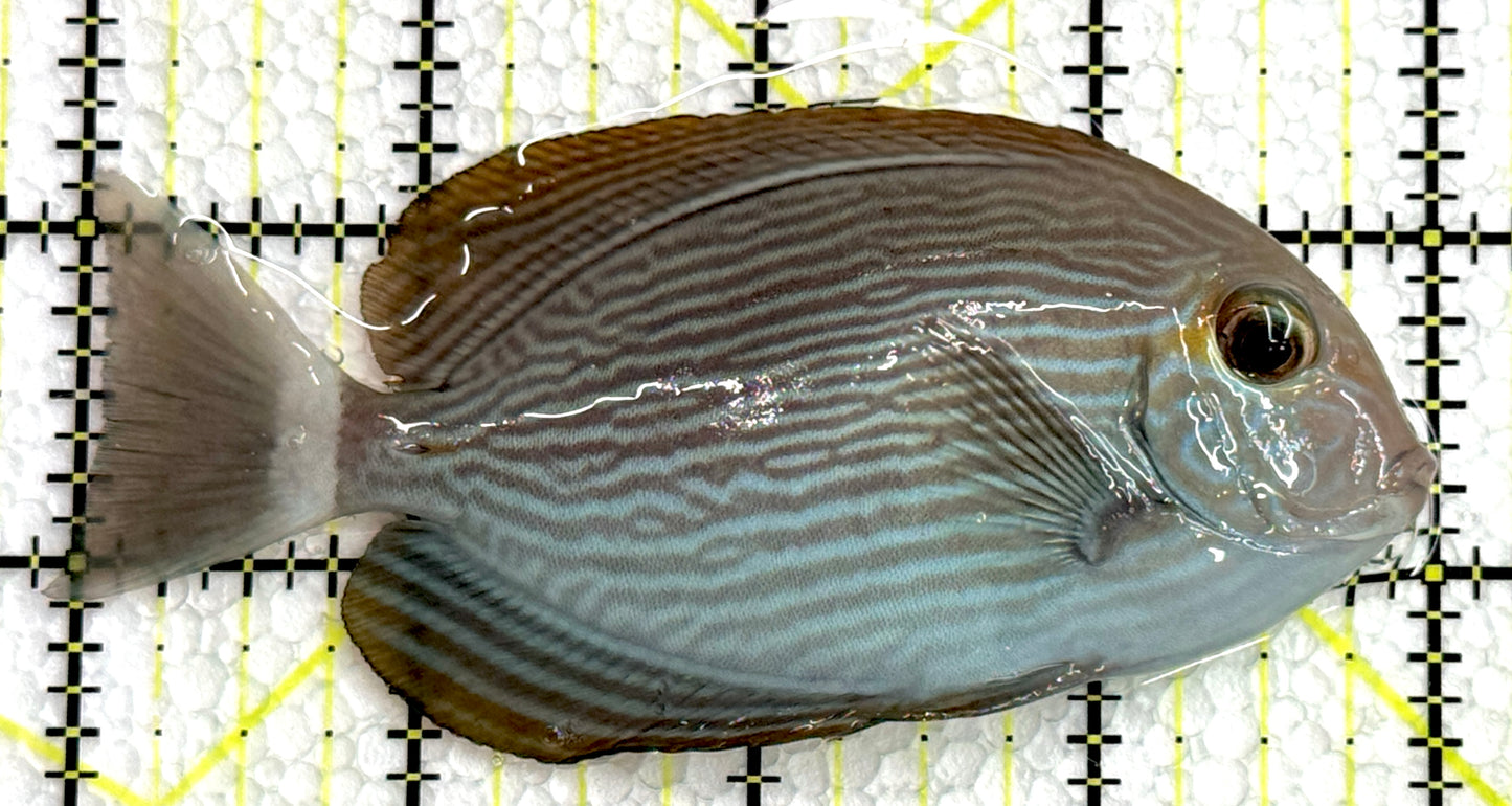 Mata Tang MT062503 WYSIWYG Size: ML 4" approx