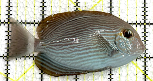 Mata Tang MT062503 WYSIWYG Size: ML 4" approx