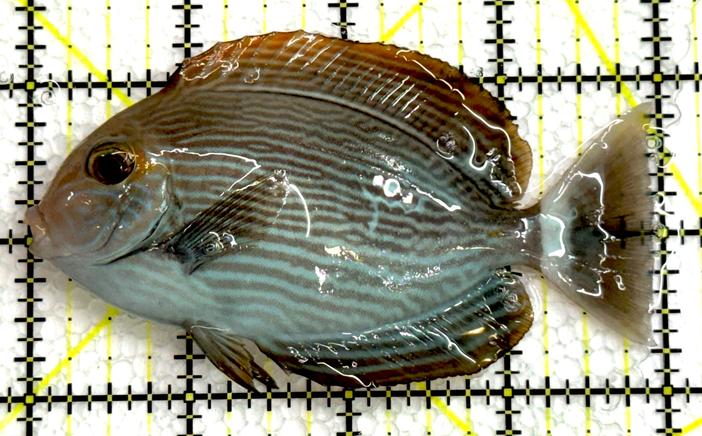 Mata Tang MT062503 WYSIWYG Size: ML 4" approx