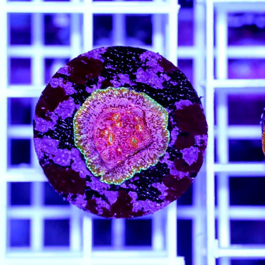 Ultra Indo Keptoseris Frag Mother Colony UIKFMC082501 WYSIWYG