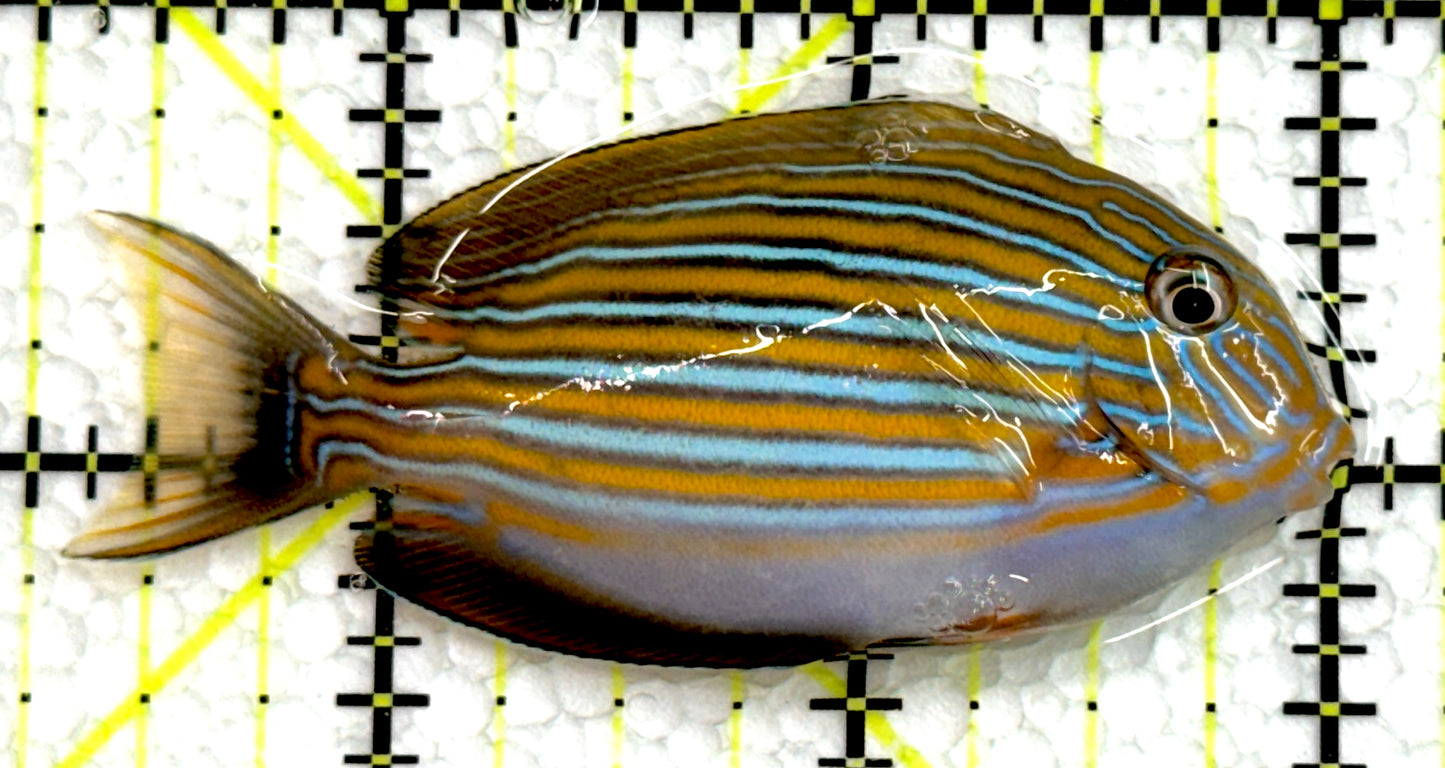 Clown Tang CT062503 WYSIWYG Size: S 2.75" approx