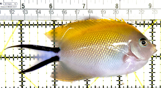 Swallowtail Angelfish Female (Reefsafe) SAF061402 WYSIWYG Size: XL 4.5" approx