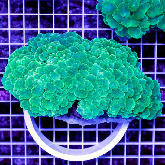 Aussie Green Metallic Bubble Coral Mother Colony AGMBCMC082501 WYSIWYG