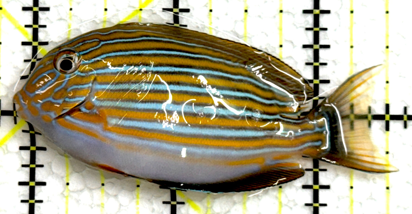 Clown Tang CT062503 WYSIWYG Size: S 2.75" approx