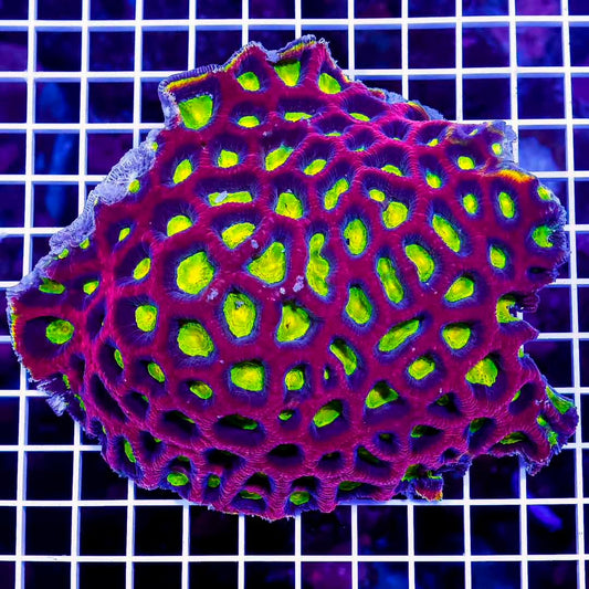 Ultra Aussie Prism Favia Mother Colony UAPFMC082501 WYSIWYG