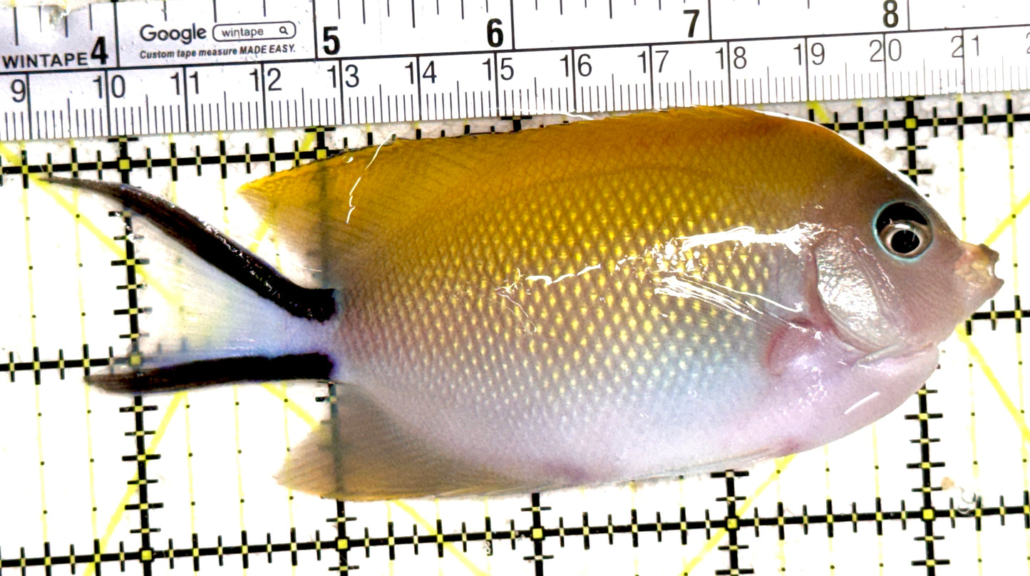 Swallowtail Angelfish Female (Reefsafe) SAF061403 WYSIWYG Size: XL 5" approx
