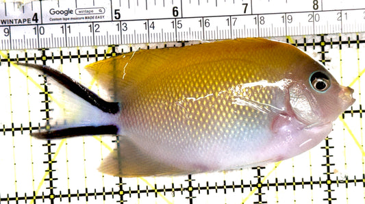 Swallowtail Angelfish Female (Reefsafe) SAF061403 WYSIWYG Size: XL 5" approx