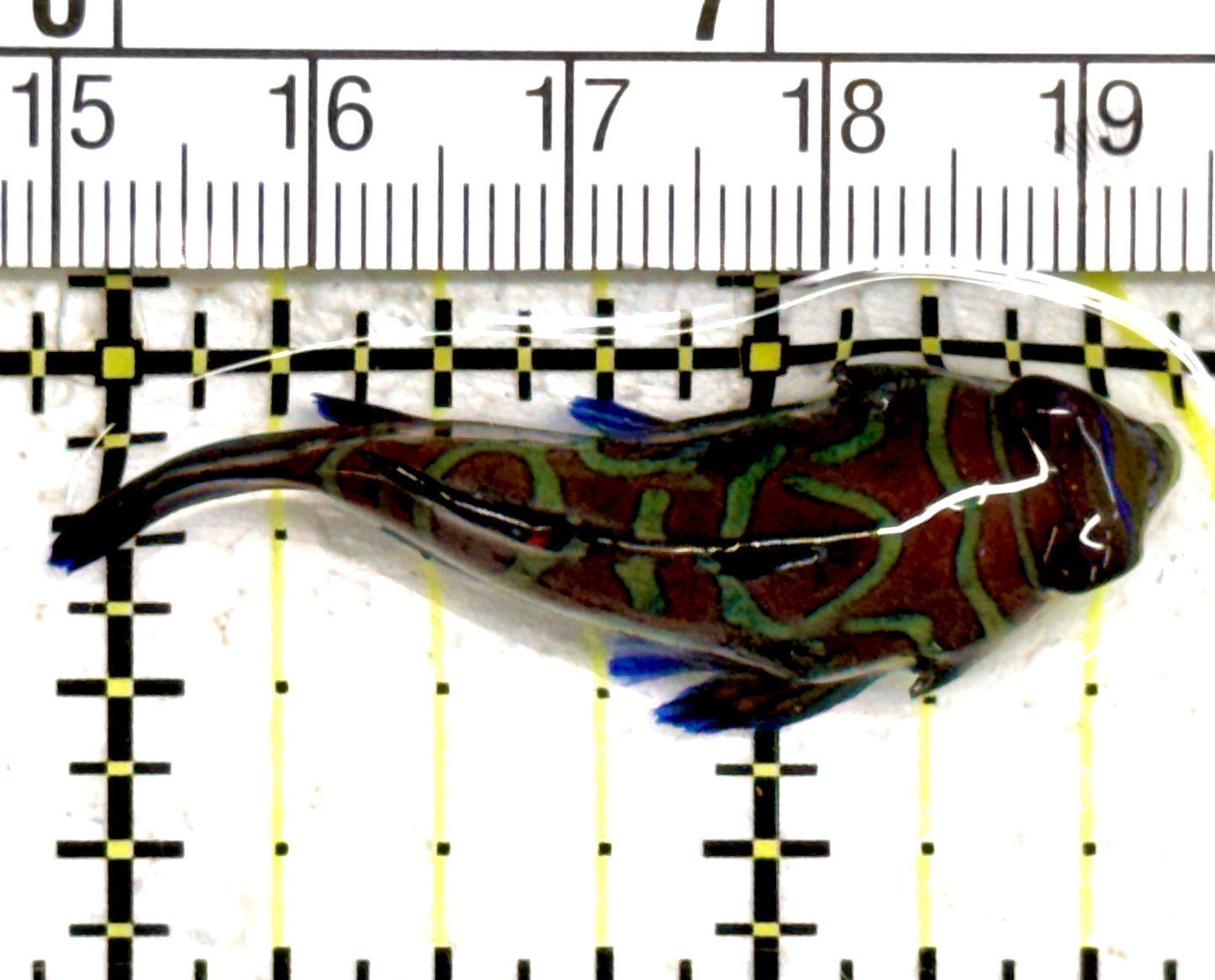 Green Mandarin Dragonet GMD061401 WYSIWYG Size: XL 2" approx