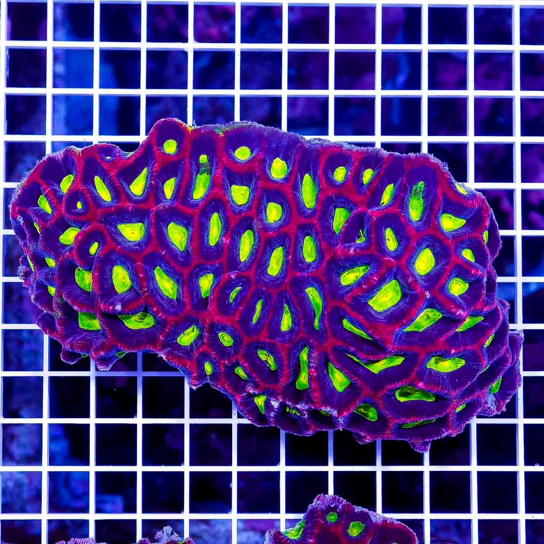 Ultra Aussie Prism Favia Mother Colony UAPFMC082502 WYSIWYG