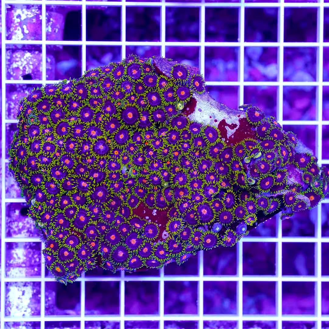 Hot Indo Zoanthid Color Mother Colony HIZCMC082501 WYSIWYG