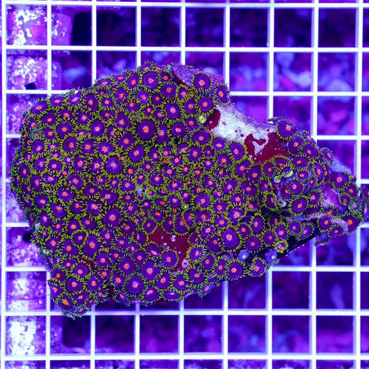 Hot Indo Zoanthid Color Mother Colony HIZCMC082501 WYSIWYG