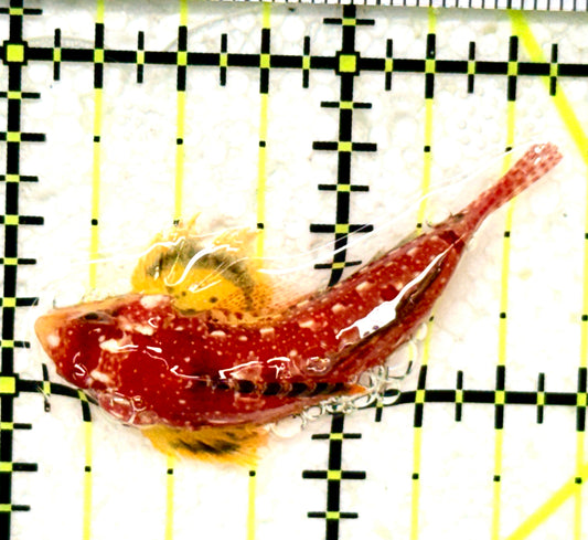 Red Scooter Dragonet (Maldives Bright Red) RSD050401 WYSIWYG Size: L 1.5" approx