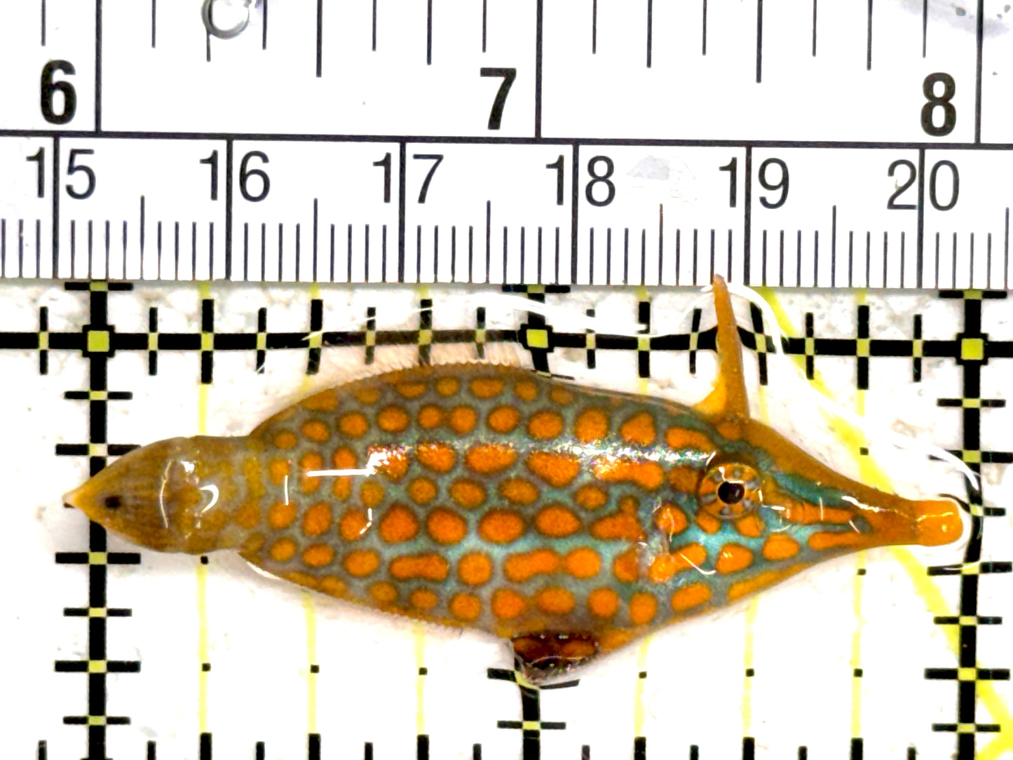 Orange Spotted Filefish OSF061401 WYSIWYG Size: L 2" approx