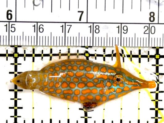 Orange Spotted Filefish OSF061401 WYSIWYG Size: L 2" approx