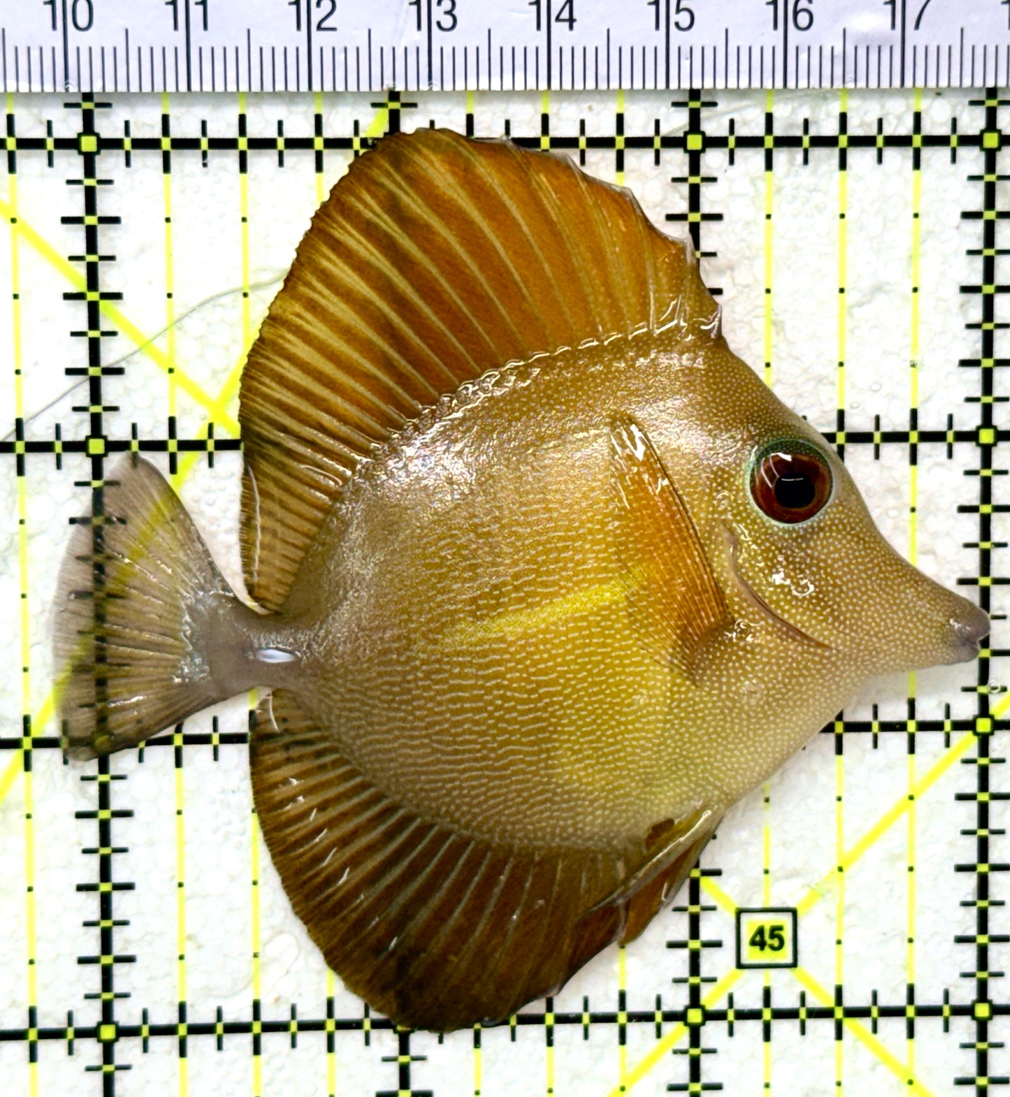 Scopas Tang ST050501 WYSIWYG Size: M 3.25" approx