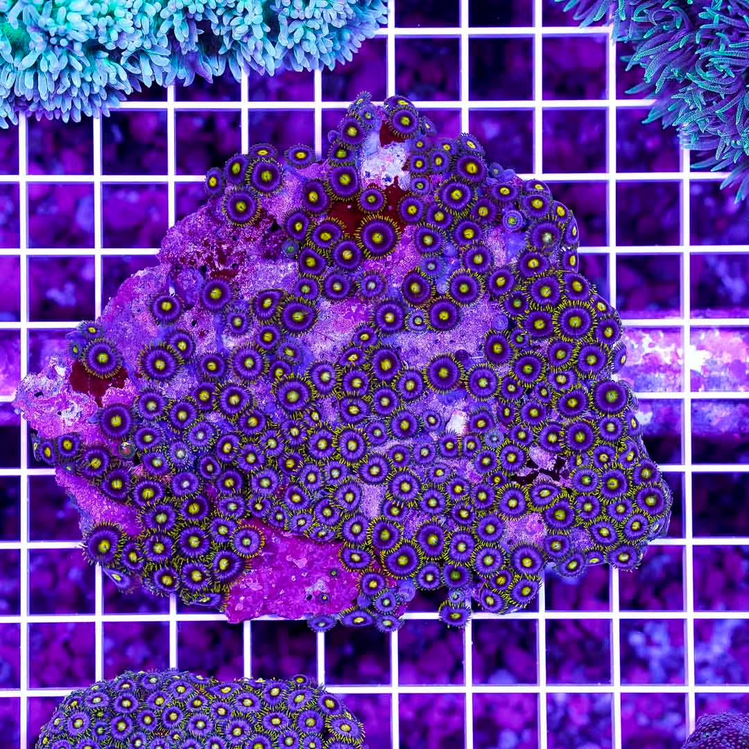 Hot Indo Zoanthid Color Mother Colony HIZCMC082502 WYSIWYG