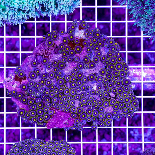 Hot Indo Zoanthid Color Mother Colony HIZCMC082502 WYSIWYG