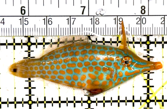 Orange Spotted Filefish OSF061402 WYSIWYG Size: L 2.5" approx