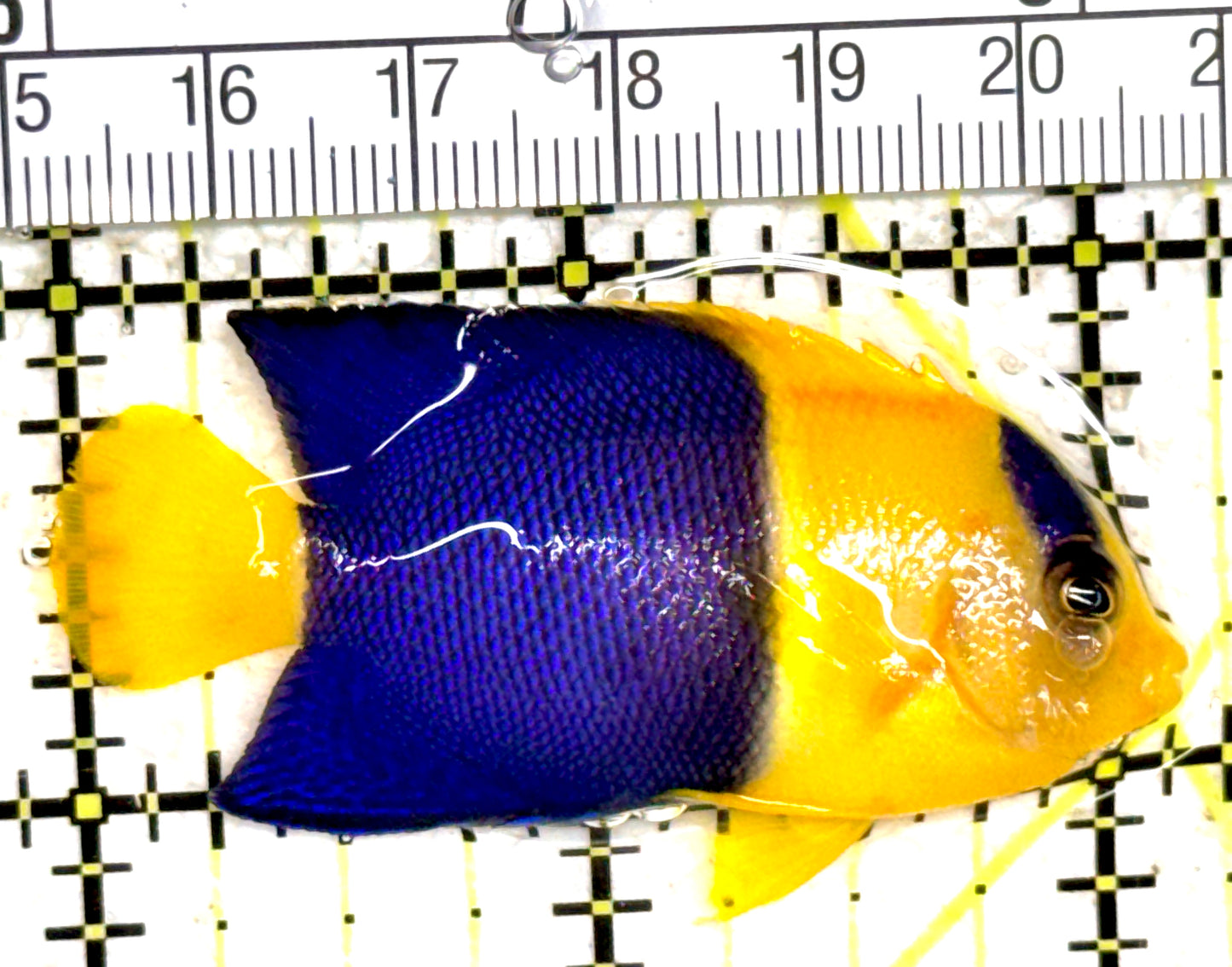 Bicolor Angelfish BA061401 WYSIWYG Size: L 2.25" approx