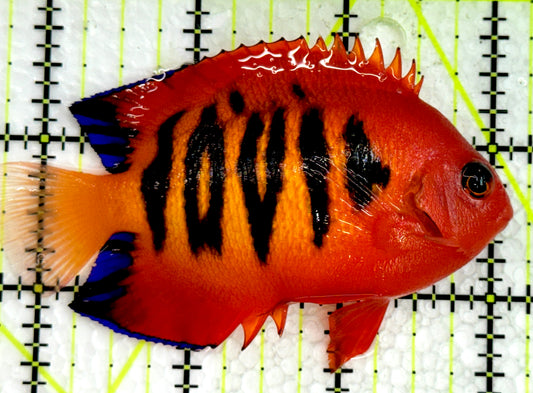 Flame Angelfish (Christmas Island, Super Red) FA062501 WYSIWYG Size: XL 3.5" approx