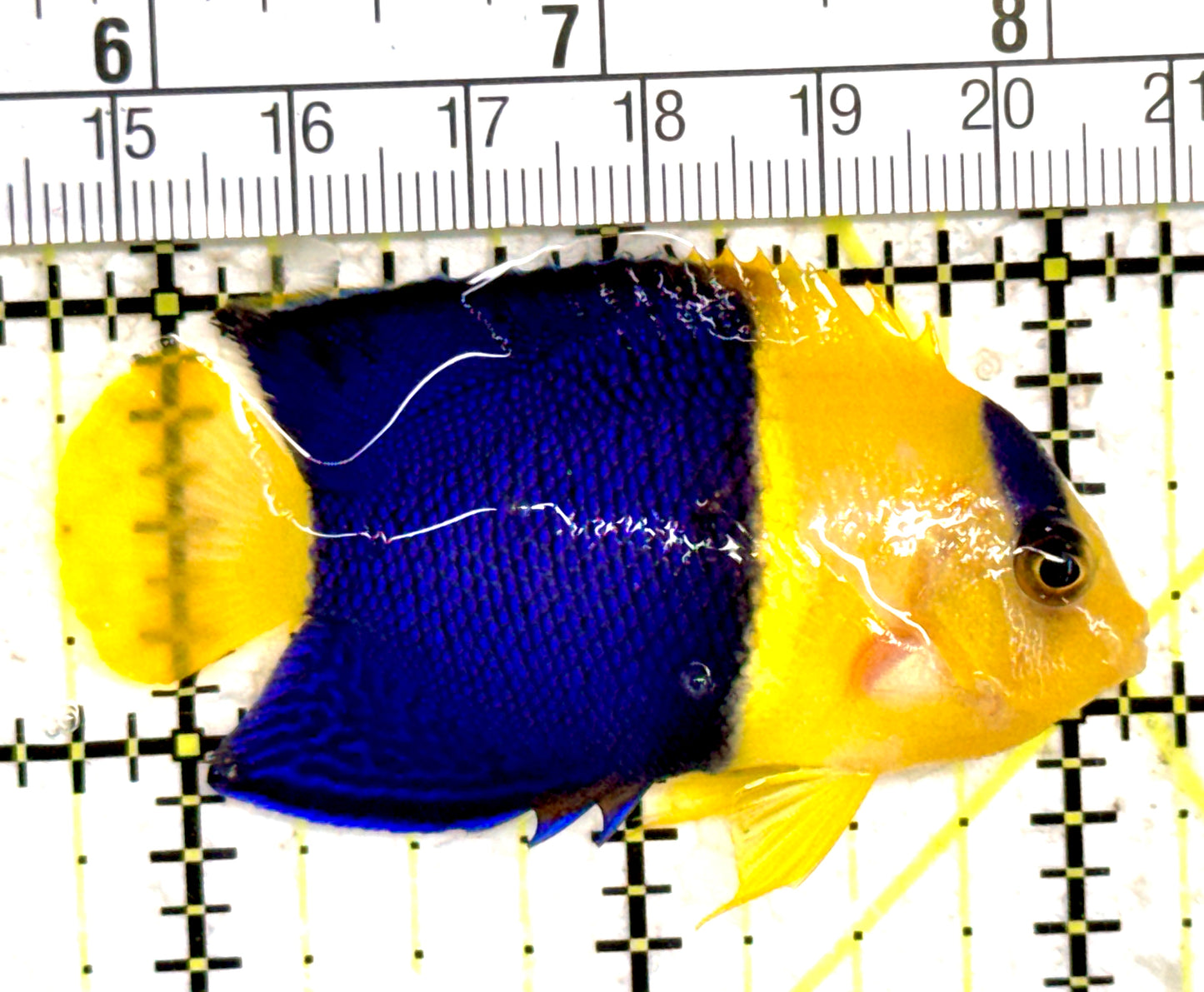 Bicolor Angelfish BA061402 WYSIWYG Size: L 2.5" approx