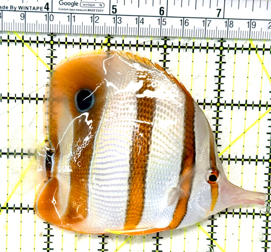 Copperband Butterflyfish CB050401 WYSIWYG Size: XL 4.75" approx