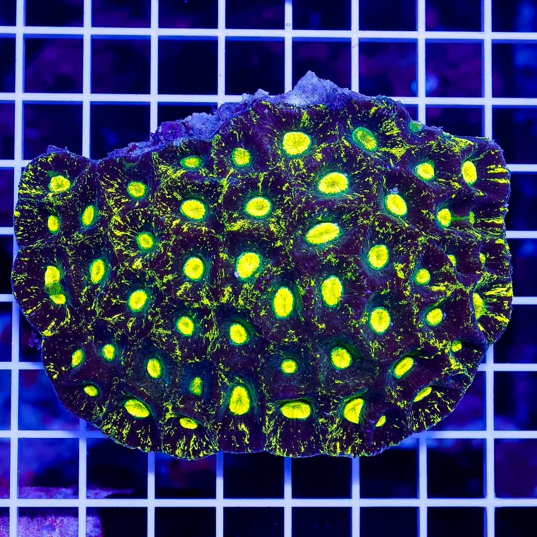Aussie Splatter Goniastrea Mother Colony ASGMC082501 WYSIWYG