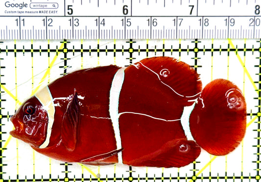 White Stripe Maroon Clownfish WSMC050401 WYSIWYG Size: L 3.75" approx
