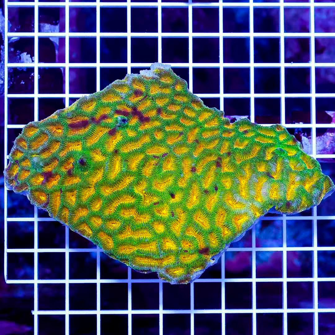 Ultra Aussie Platygyra Mother Colony UAPMC082501 WYSIWYG