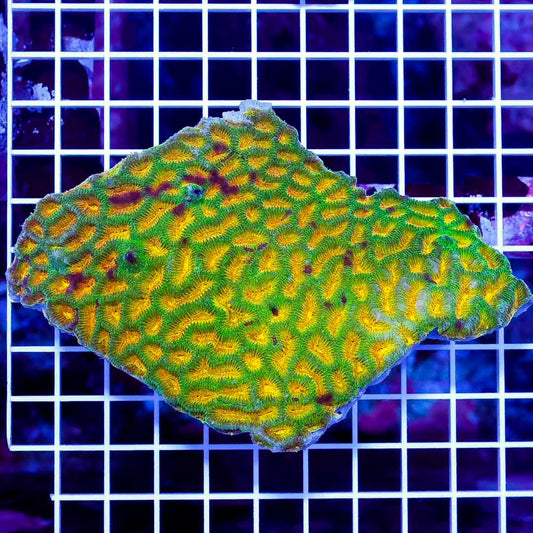 Ultra Aussie Platygyra Mother Colony UAPMC082501 WYSIWYG