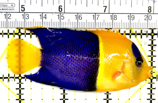 Bicolor Angelfish BA061403 WYSIWYG Size: XXL 3.25" approx