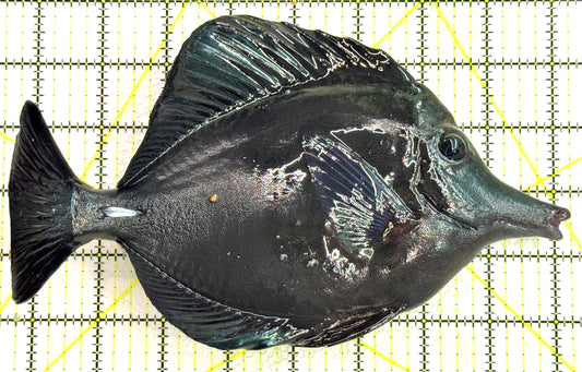 Black Tang BT062501 WYSIWYG Size: XXL/Show 9" approx