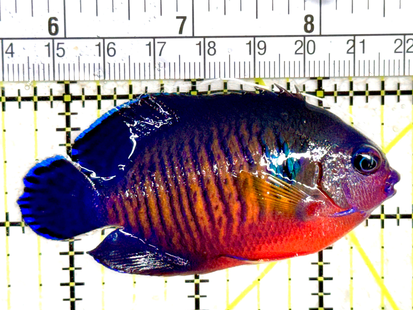Coral Beauty Angelfish CBA061401 WYSIWYG Size: ML 3" approx