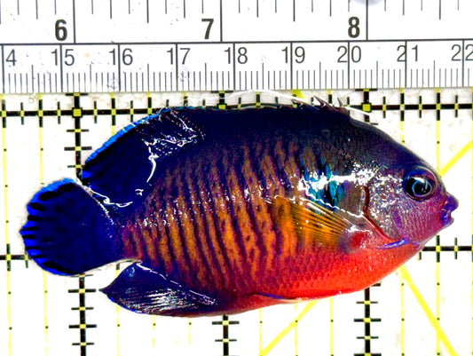 Coral Beauty Angelfish CBA061401 WYSIWYG Size: ML 3" approx