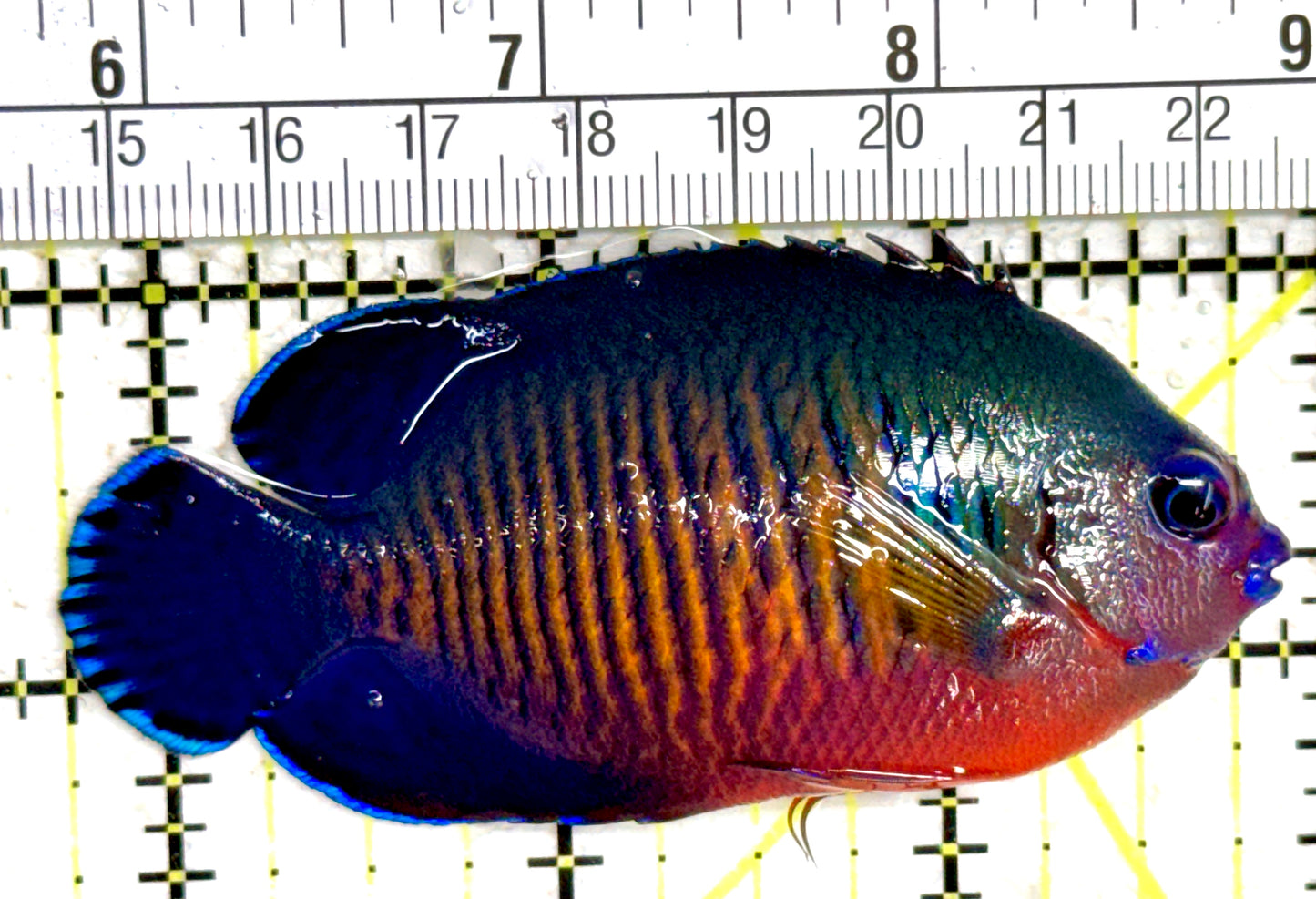 Coral Beauty Angelfish CBA061402 WYSIWYG Size: L 3.25" approx