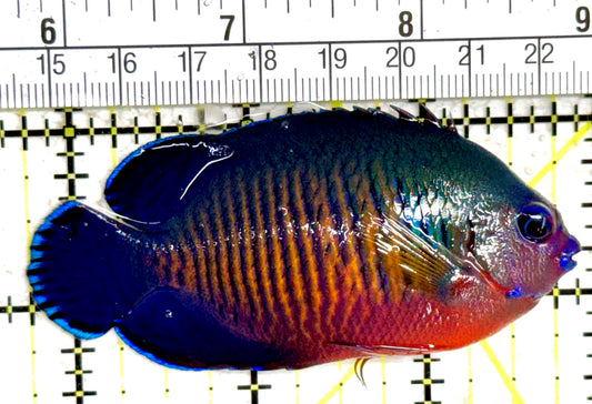 Coral Beauty Angelfish CBA061402 WYSIWYG Size: L 3.25" approx