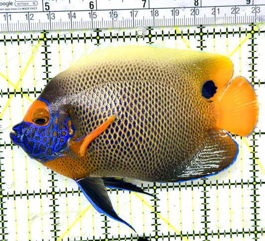 Blueface Angelfish Adult (Sumatra Vibrant Colors) BAA050401 WYSIWYG Size: XL 5" approx