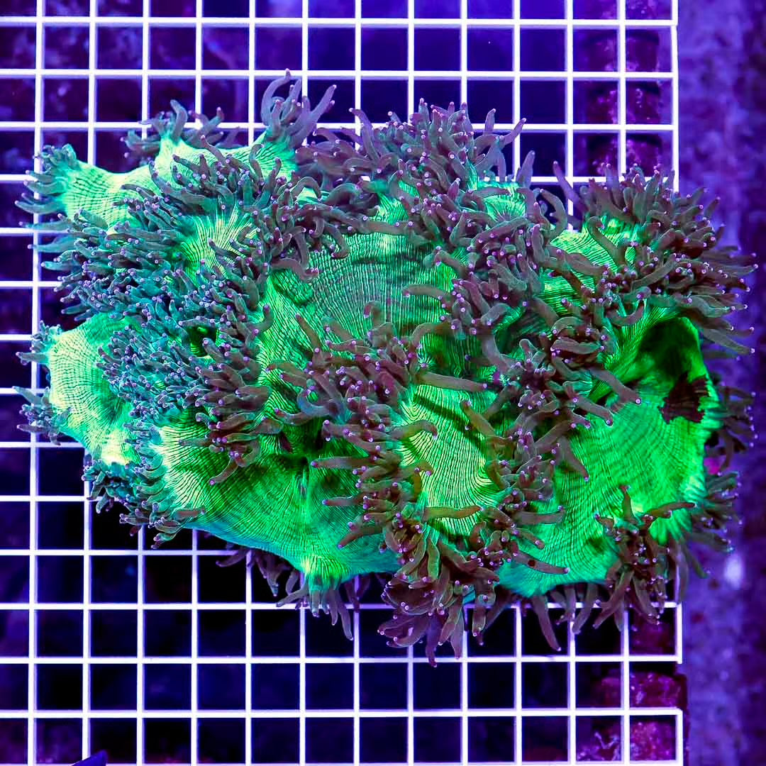 Aussie Purple Tip Elegance Coral Mother Colony APTECMC082501 WYSIWYG