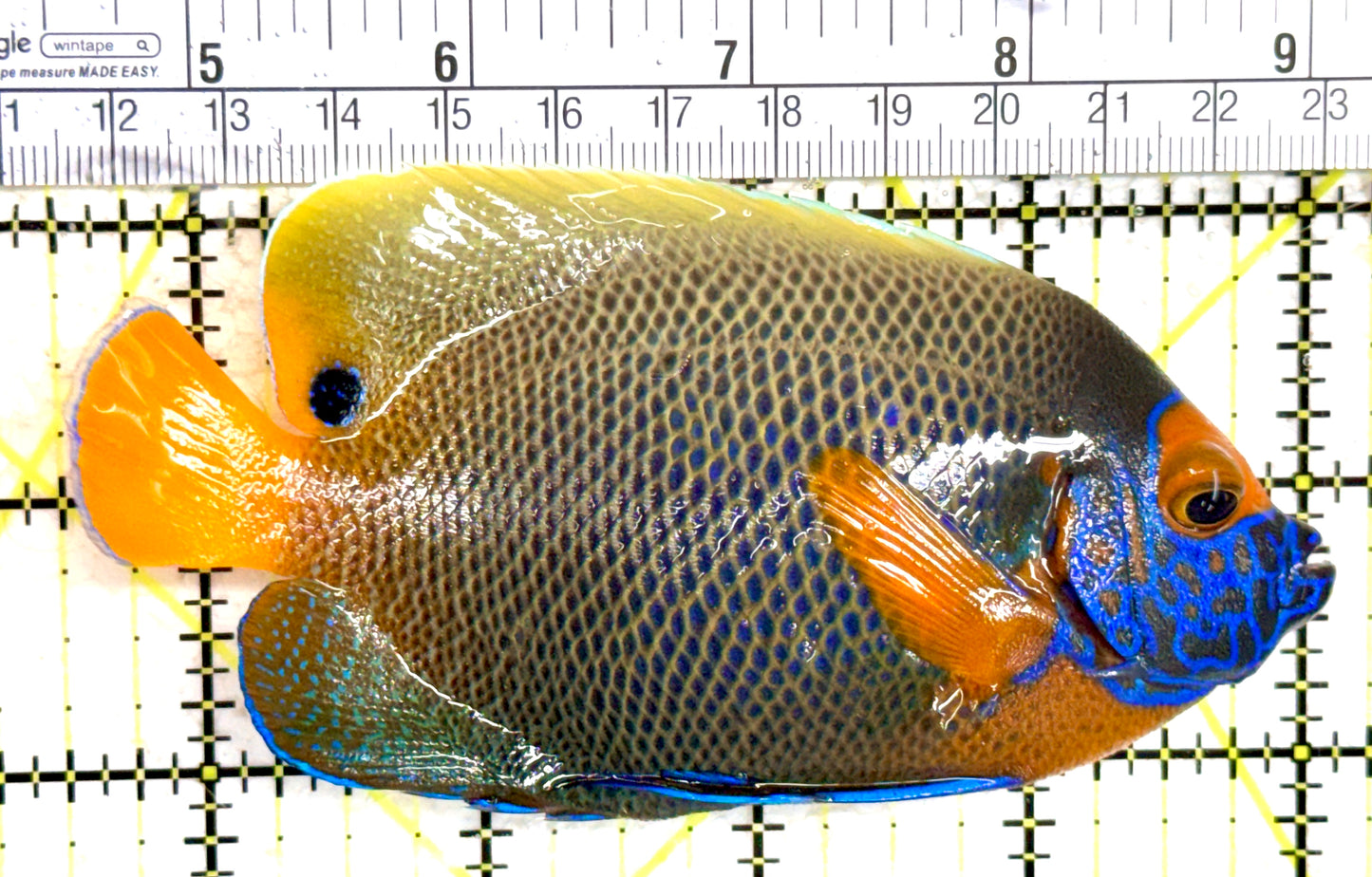 Blueface Angelfish Adult (Sumatra Vibrant Colors) BAA060401 WYSIWYG Size: L 4.5" approx
