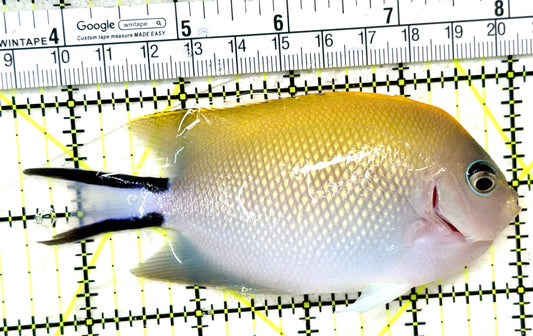 Swallowtail Angelfish Female (Reefsafe) SAF050501 WYSIWYG Size: XL 4.5" approx
