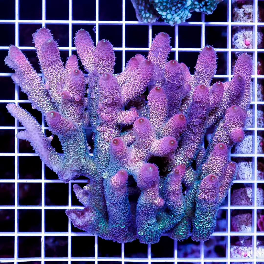 Ultra Hot Aussie Acropora Mother Colony UHAMC082501 WYSIWYG