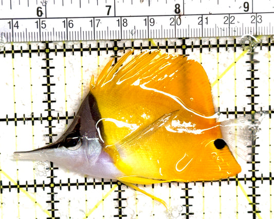 Yellow Longnose Butterflyfish YLB061401 WYSIWYG Size: L 3.5" approx