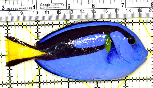 Blue Hippo Tang BHT050501 WYSIWYG Size: L 5" approx