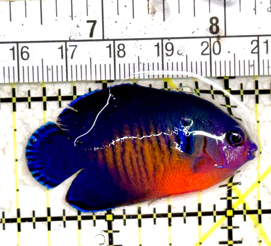 Coral Beauty Angelfish CBA061403 WYSIWYG Size: M 2" approx