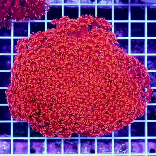 Aussie Red Metallic Goniopora Mother Colony ARMGMC082501 WYSIWYG