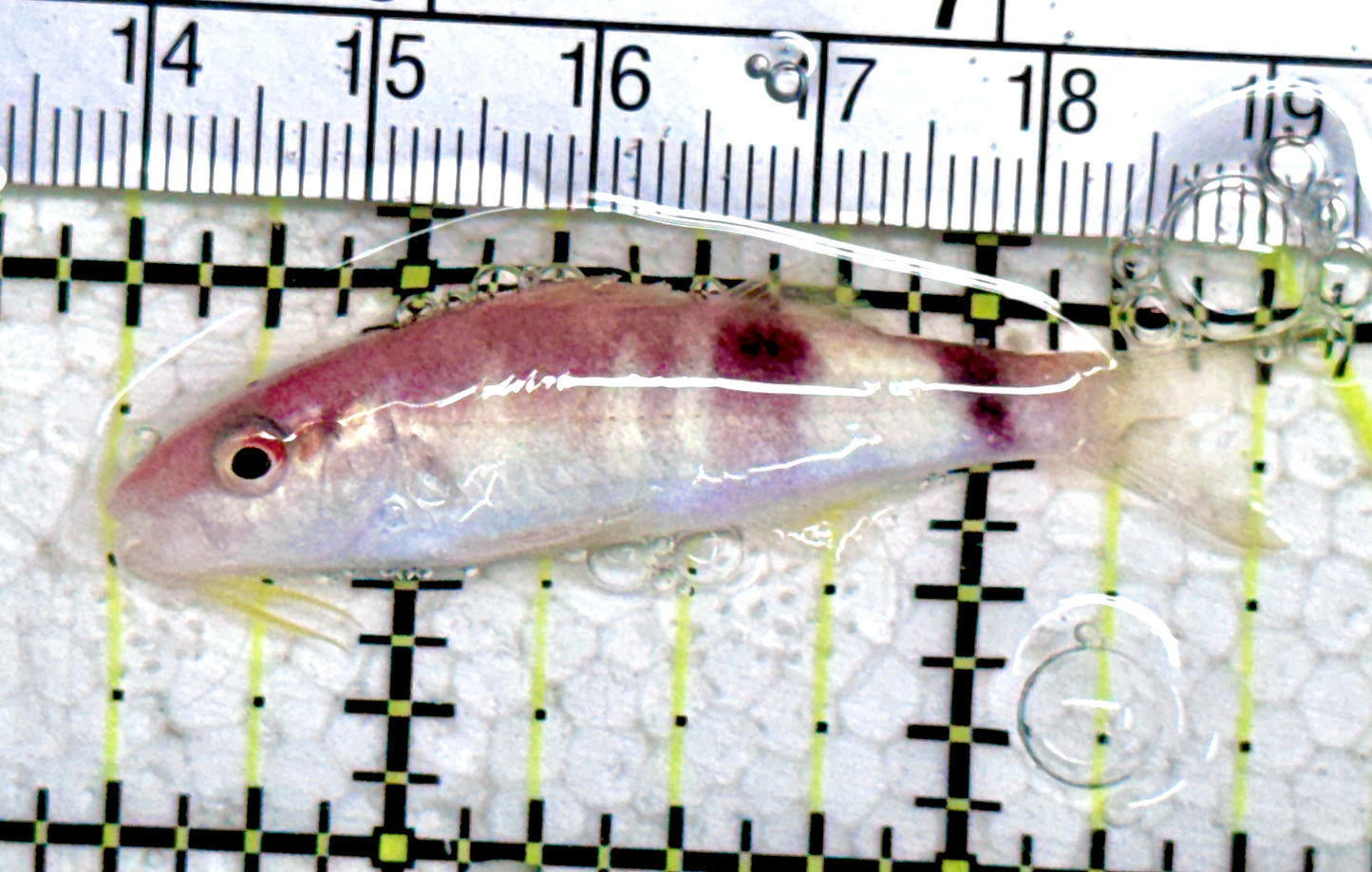 Goatfish G061401 WYSIWYG Size: M 2" approx
