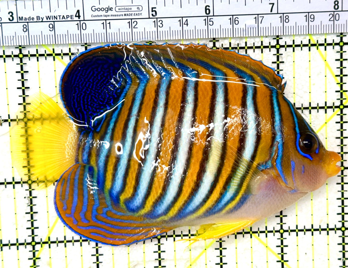 Regal Angelfish RA050501 WYSIWYG Size: XL 5.25" approx