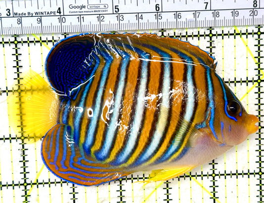 Regal Angelfish RA050501 WYSIWYG Size: XL 5.25" approx