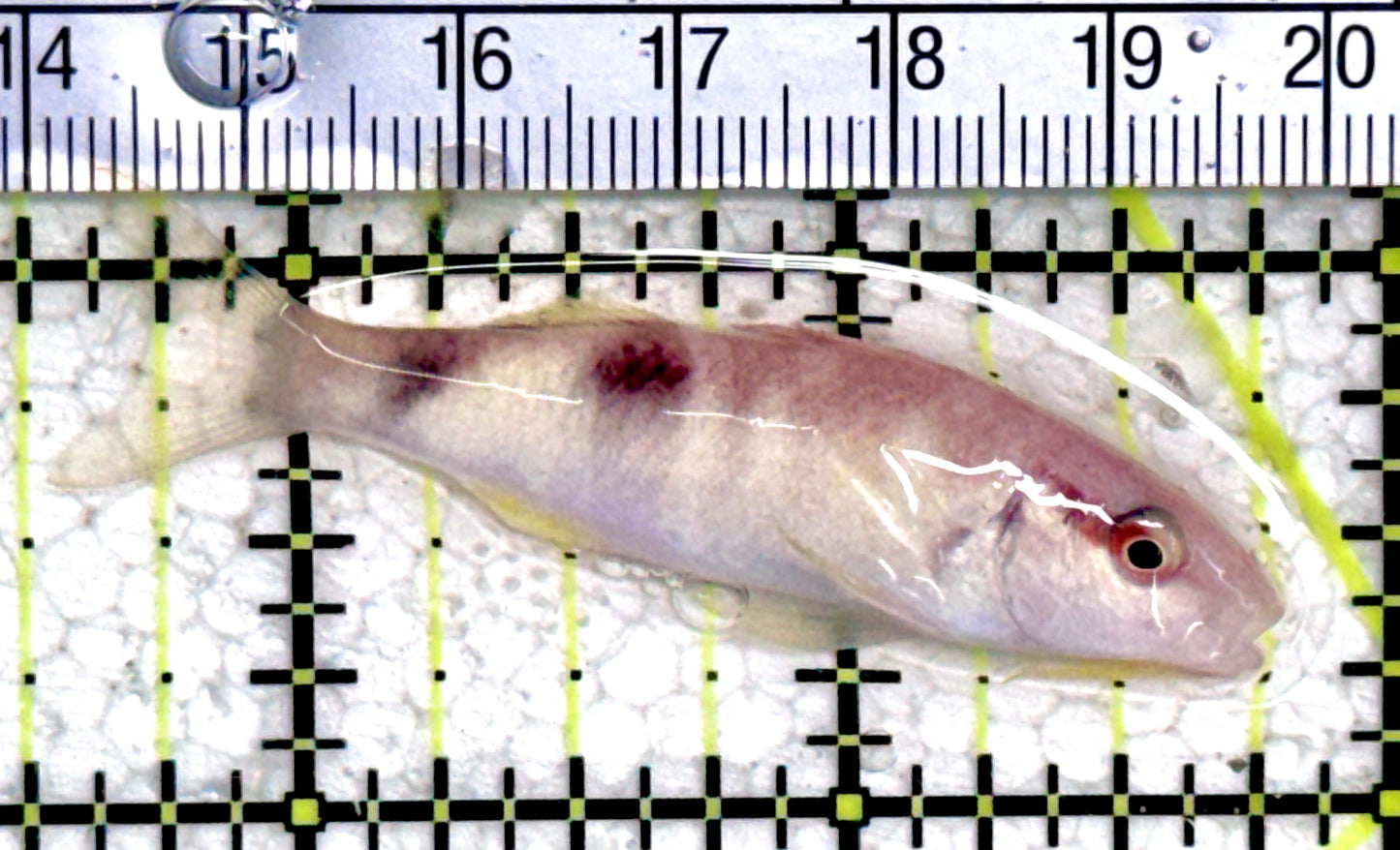 Goatfish G061402 WYSIWYG Size: M 2.25" approx